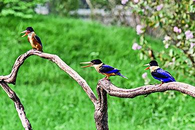 《七日世界》8月大更新上线 玩家可以捕捉和养殖动物